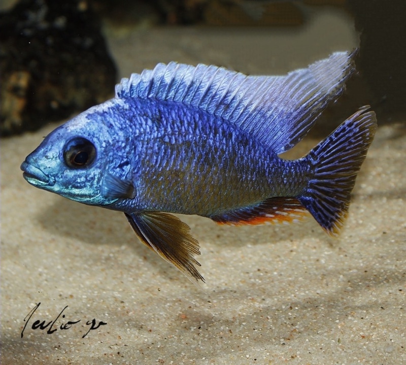 Protomelas sp. 'steveni taiwan' Taiwanee Reef